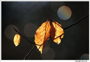 Last leaves